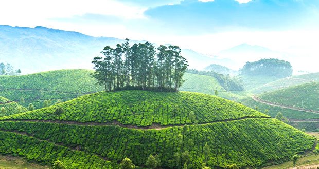 Kerala Ayurvedic Massage tour