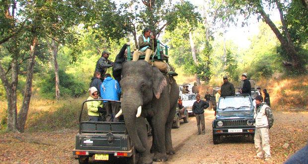 Tiger Trail of Kanha Bandhavgarh