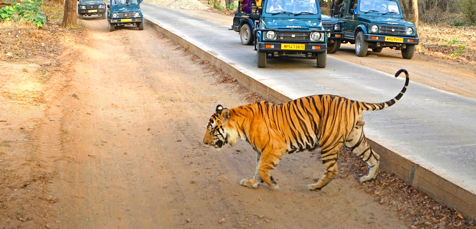 Tiger Trail of Kanha Bandhavgarh